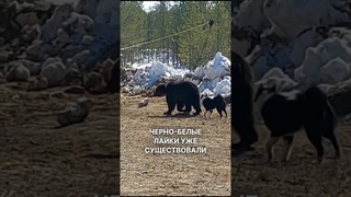 Русско-европейская лайка #охота #медведь #лось #сибирь #тайга #животные #собаки #dog #hunting