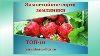 Зимостойкие сорта клубники. Топ-10.