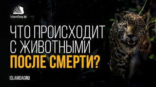 Что происходит с животными после смерти, с точки зрения Ислама