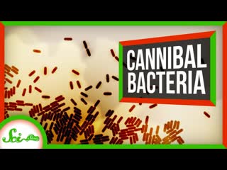 Thank Goodness for Bacterial Cannibalism