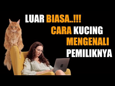 Cara KUCING Mengenali Pemiliknya Luar