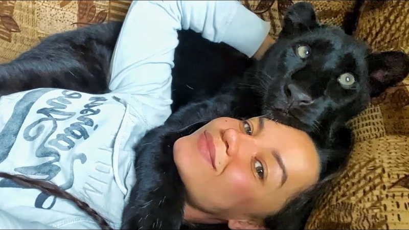 Its hard to wake up panther