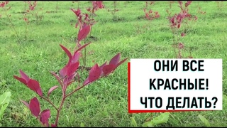 Красные листья не приговор. Осенняя посадка голубики 2019.