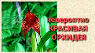 Первое цветение орхидеи Масдеваллия. Masdevallia Sunset Jaguar.
