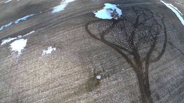 Drone Video of a Snow Goose