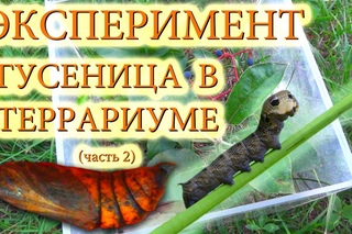 Эксперименты в домашних условиях трансформация гусеницы (часть2)