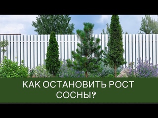 Как остановить рост сосны