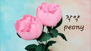작약/함박꽃/분홍작약 꽃말 수줍음/종이꽃 만들기/peony paper flower with crepe paper