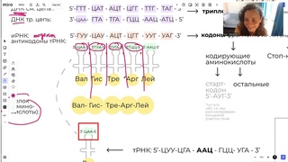 Итоговое повторение - биосинтез белка
