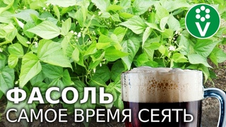ТЕМНОЕ ПИВО В БОРЬБЕ ЗА ВКУСНУЮ ФАСОЛЬ