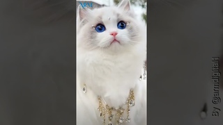 Gatos Lindos    #armdigital #gatos  #gatoslindos #cat