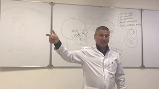 Анатомия крылонебной ямки. Anatomy of the pterygopalatine fossa