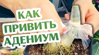 Как Прививать Адениум...