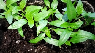 Пикировка Рассады Перца🌶️Зачем так Рано Посадила🌱Важная Первая Подкормка☑️