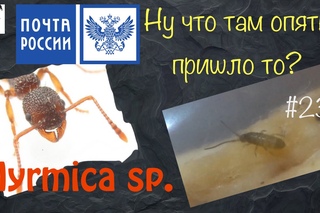 Посылка от AntСivilizatioN // ногохвостки Collembola // муравьи Myrmica rubra // #23