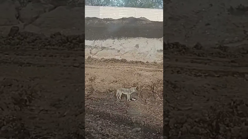 Coyote Peeing On A