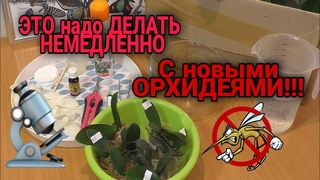 🔍Проверила новые азиатские орхидеи микроскопом🔬 Карантин, отпаивание, обработка орхидей.