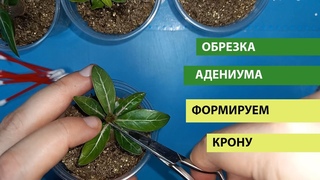 Обрезка АДЕНИУМА, формируем крону правильно, чтобы АДЕНИУМ был пышный, а не рос палкой