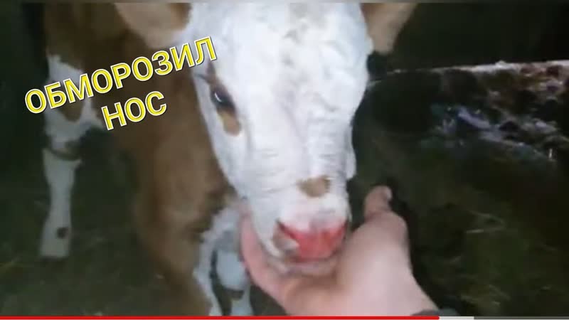 Ещё ПРИПЛОД. Муж назвал БЕГЕМОТОМ, Семья