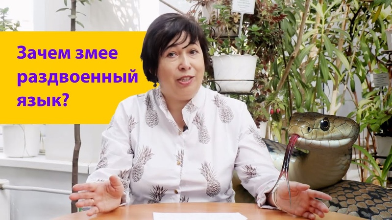 Почему у змеи раздвоенный язык Наталья