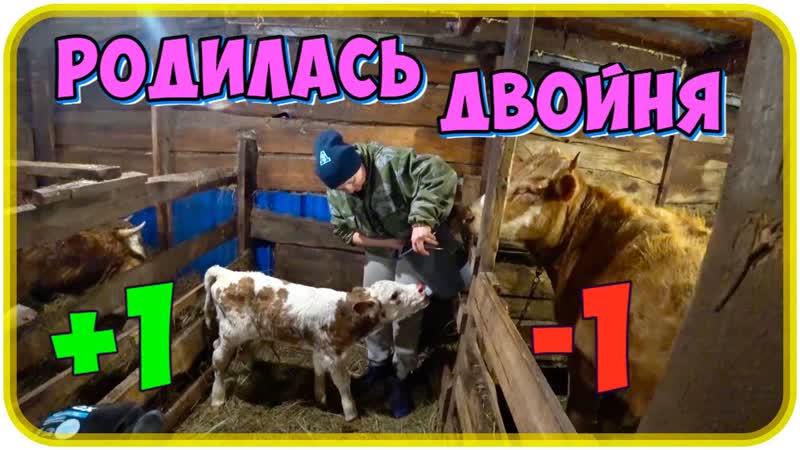 Впервые у коровы