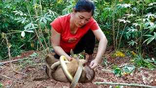 Harvest Life My Bad Day - Snake Attacks Monkey - Harvesting Cassava, Cooking