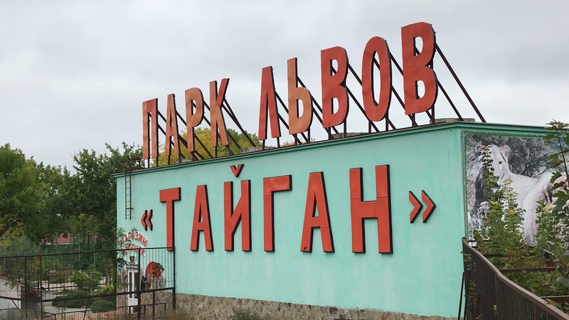 Все четыре белых льва старой гвардии) Тайган All four white lions of the