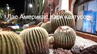 Тенерифе.Золотая миля , парк кактусов.