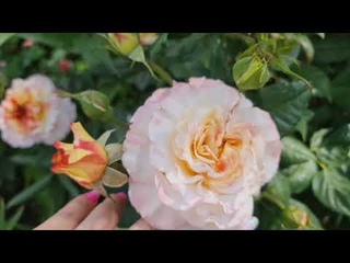 Розы НЕ ЗАБОЛЕЮТ! Чем опрыскать цветы летом. Баковая смесь 4 в 1 от болезней и вредителей сразу