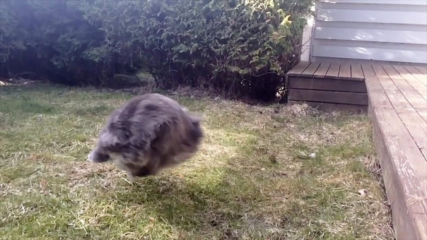 Our fluffy cat loves bottle caps and sticks Nala