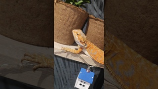 Бородатая агама🌿#экзотика #животные #petlizard #дикаяприрода #petreptile #pets #вмиреживотных #агама