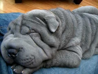 Arthur - Blue Shar Pei Puppy snoring - so cute