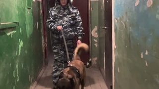 В Каменске-Уральском служебная собака помогла полицейским найти подозреваемого в убийстве