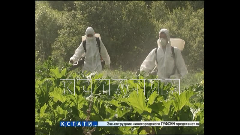 Чем больше с ним борются, тем сильнее растет ядовитый