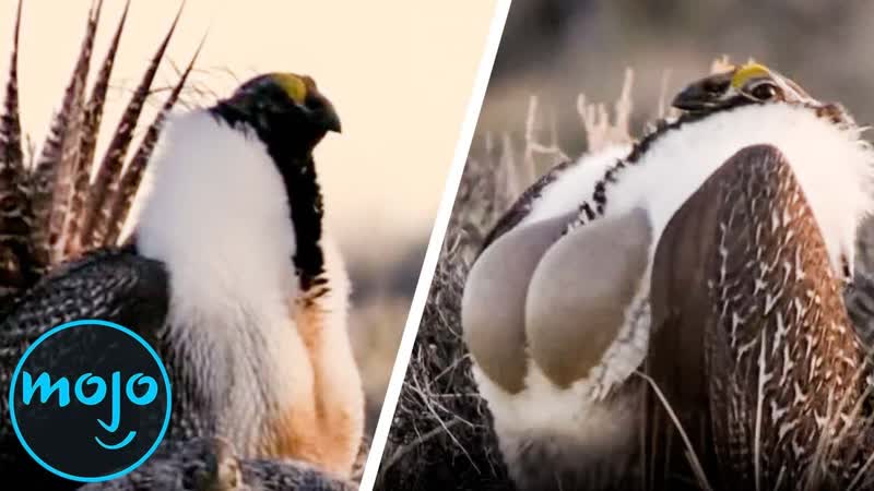 Top 10 Unusual Animal Mating