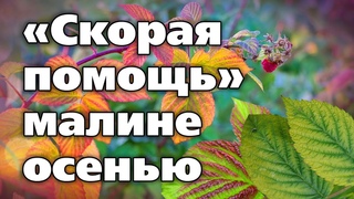Решаем проблемы малины осенью. Какие пригодятся препараты и удобрения