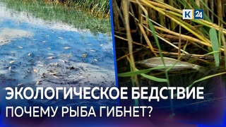 Мор рыбы на Кубани: специалисты проверили достоверность информации