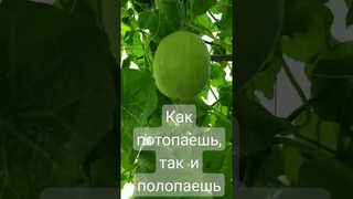 Дынно-арбузный сезон!
