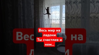 Идём на вершину... #shorts #music #cat #vertex #mountain #animals
