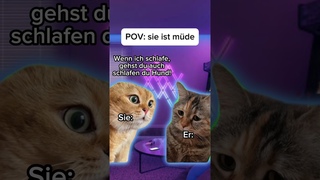 Ich will doch nur bischen zocken  #cat #lustig #funny #katze #memes #katzenvideos #katzen