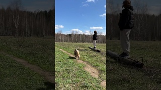 История одного столба и кота.