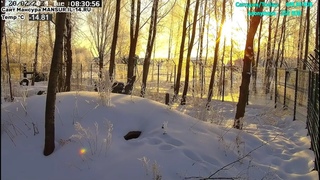 Мансур 🟤 Утро золота и кристаллов ❄️✨