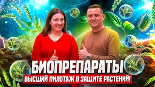 Можно ли защитить зерновые биопрепаратами