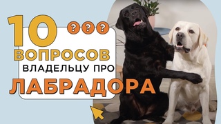 10 вопросов владельцу про лабрадора-ретривера: характер, ум и доброта
