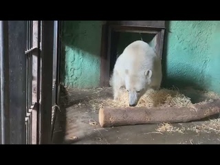 Медведь Диксон начал восстановление в Московском зоопарке после тяжелых ранений